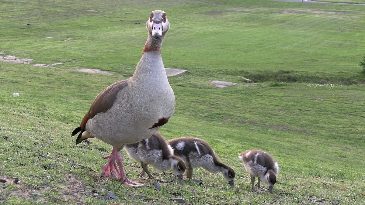 Egyptian Goose - ML642317780