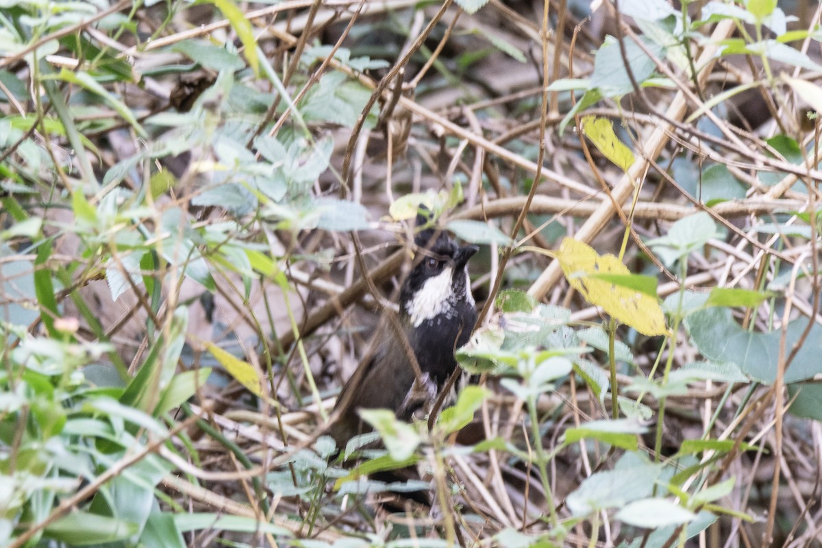 Eastern Whipbird - ML642317790