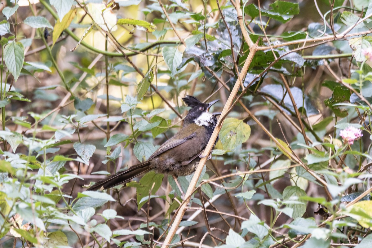 Eastern Whipbird - ML642317792