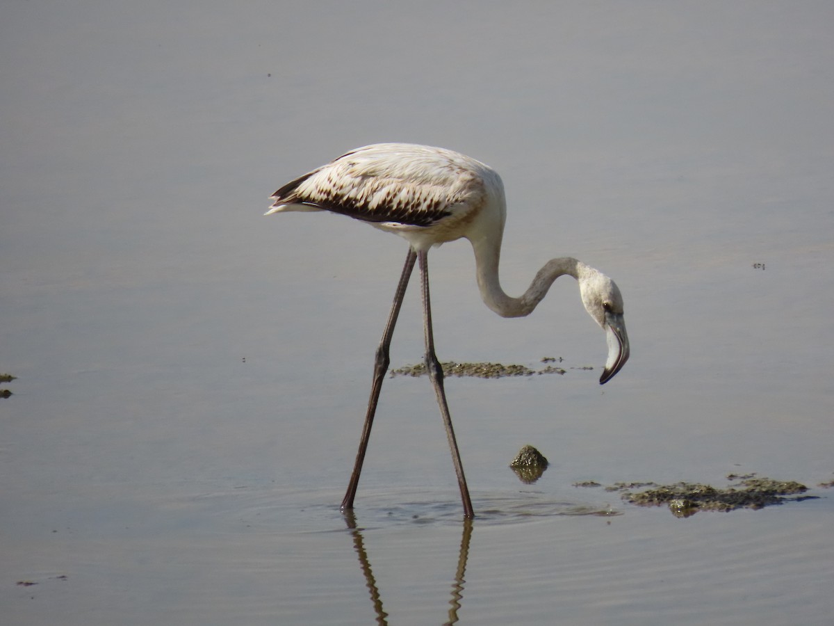 大紅鸛 - ML642317800