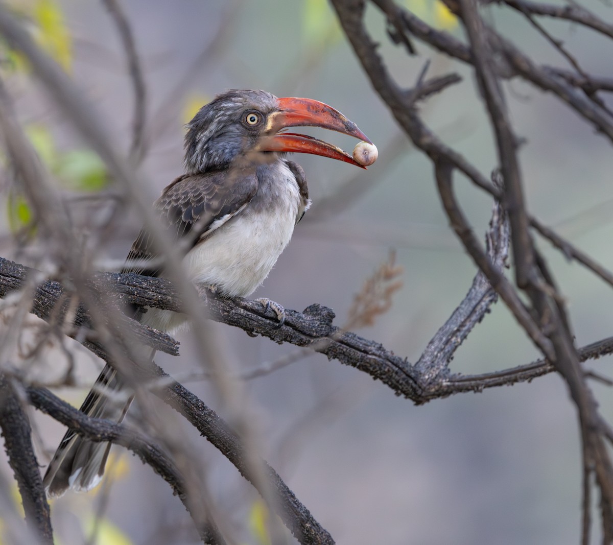 Crowned Hornbill - ML642317817