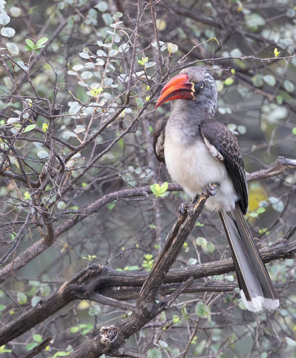 Crowned Hornbill - ML642317818