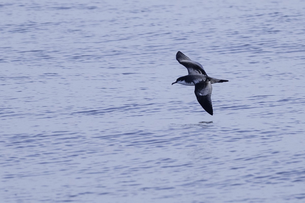 Buller's Shearwater - ML642317819