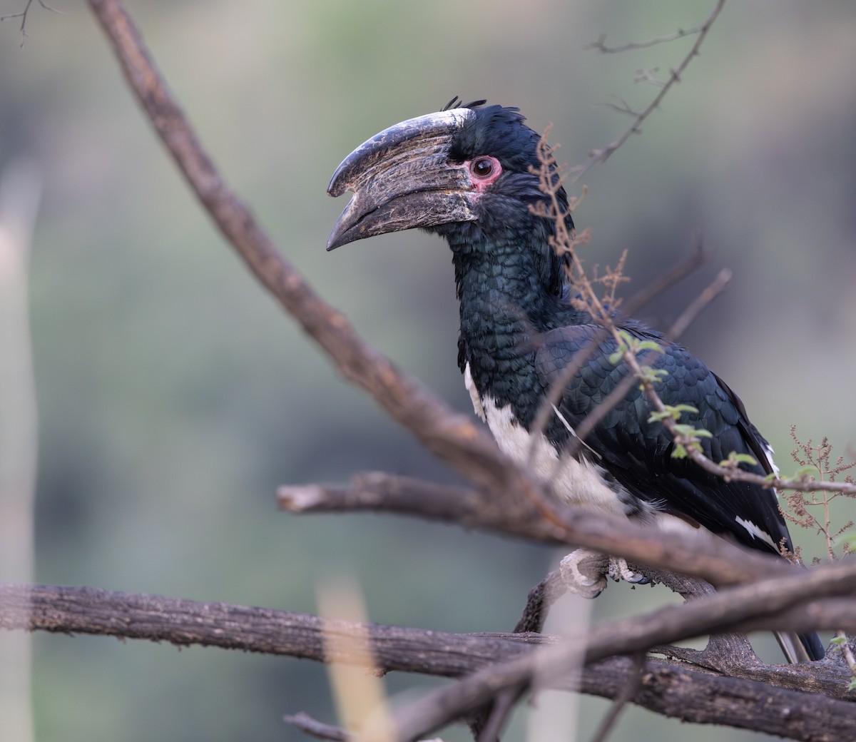 Trumpeter Hornbill - ML642317820