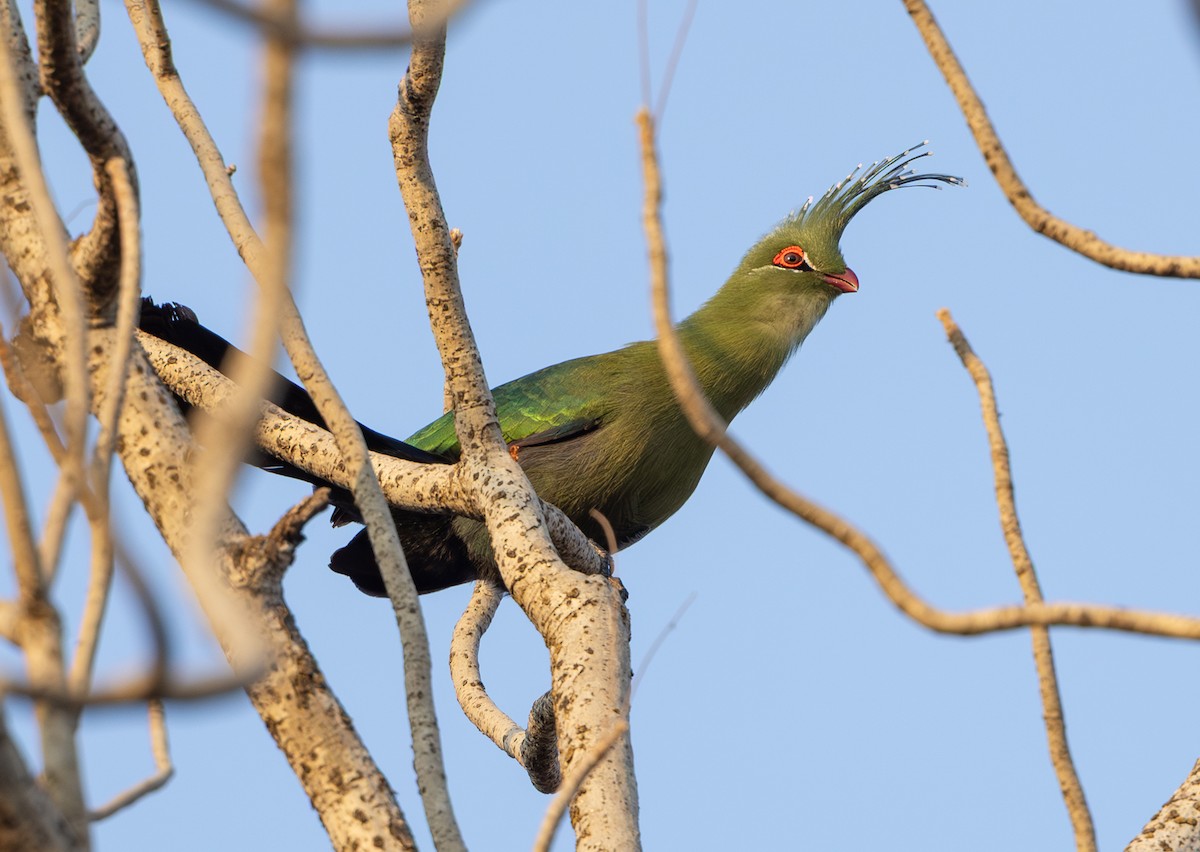 Schalow's Turaco - ML642317822