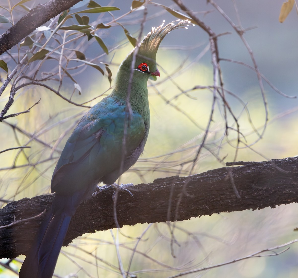 Schalow's Turaco - ML642317823