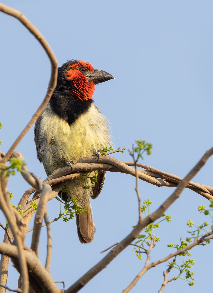 Black-collared Barbet - ML642317825
