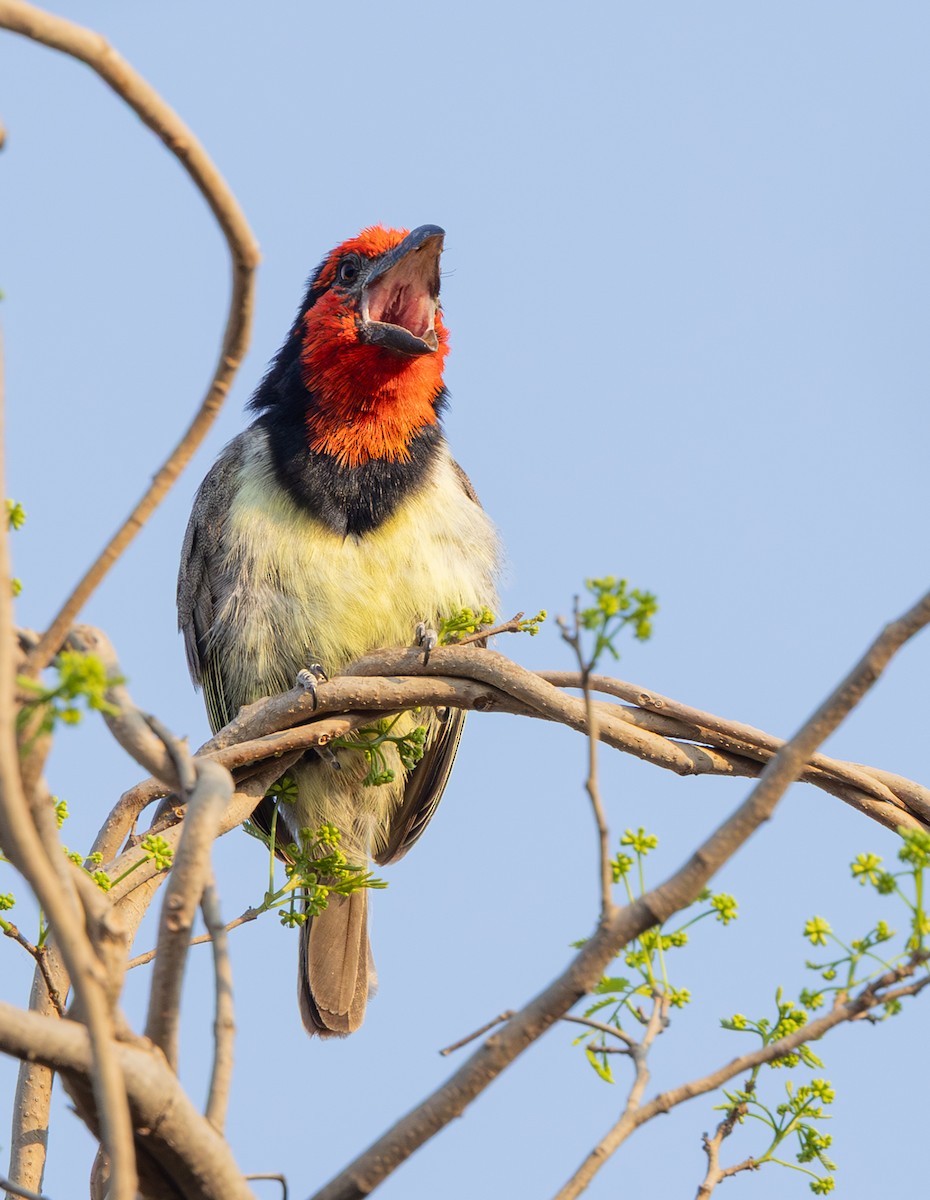 Black-collared Barbet - ML642317826