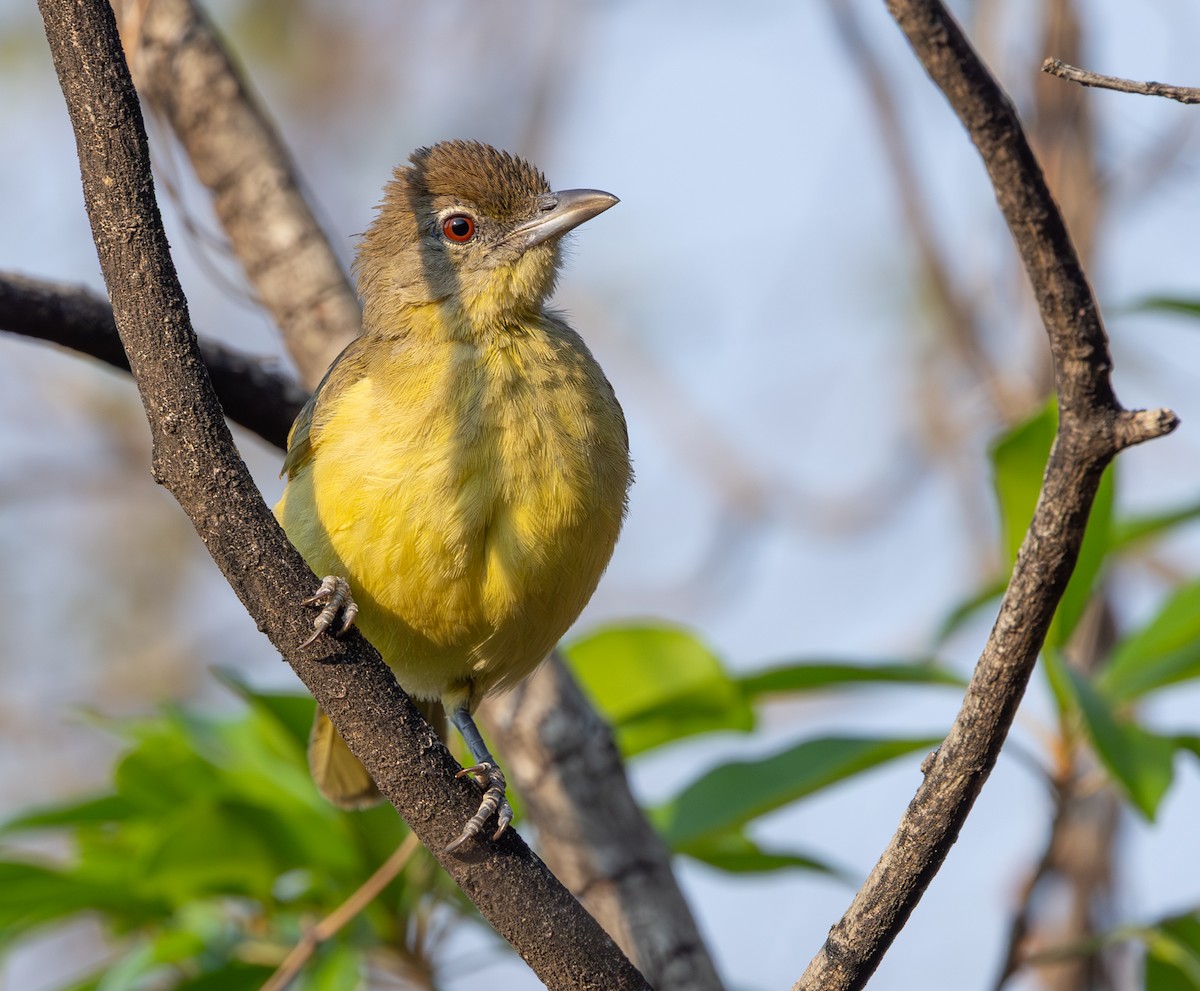 Yellow-bellied Greenbul - ML642317828