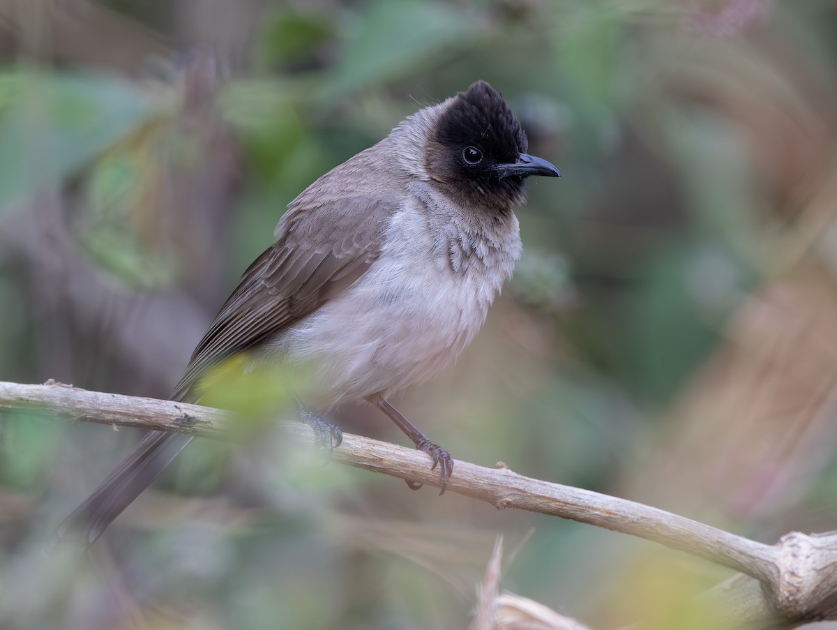 Common Bulbul (Dark-capped) - ML642317829