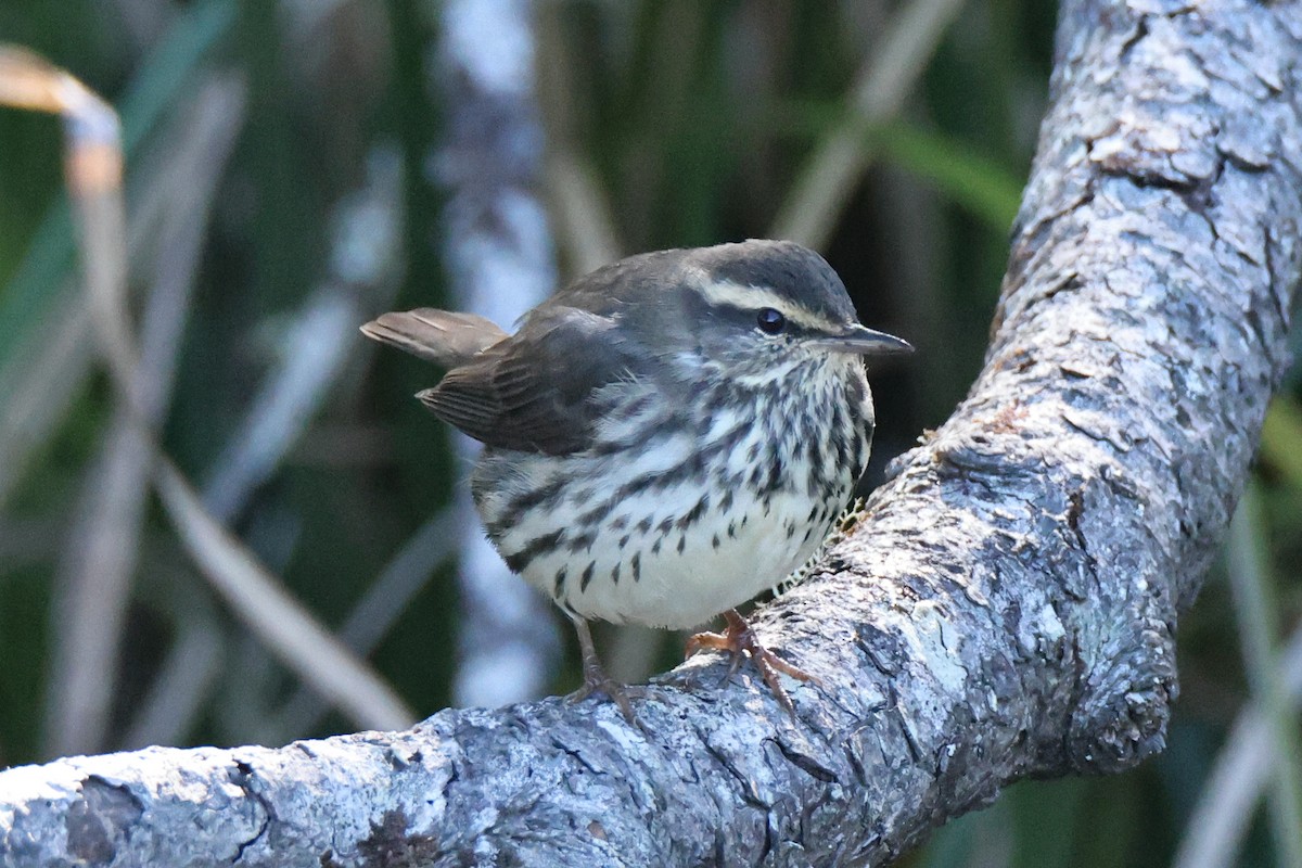 Northern Waterthrush - ML642317830