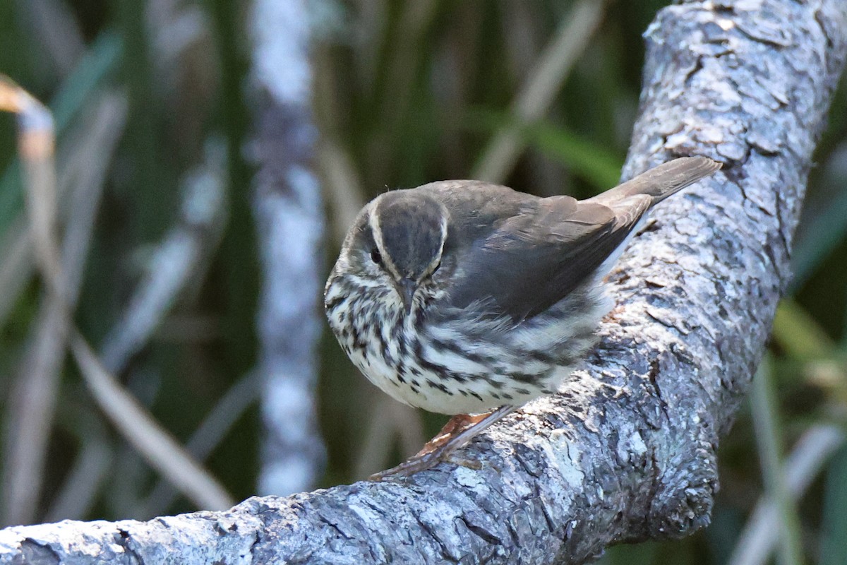 Northern Waterthrush - ML642317831