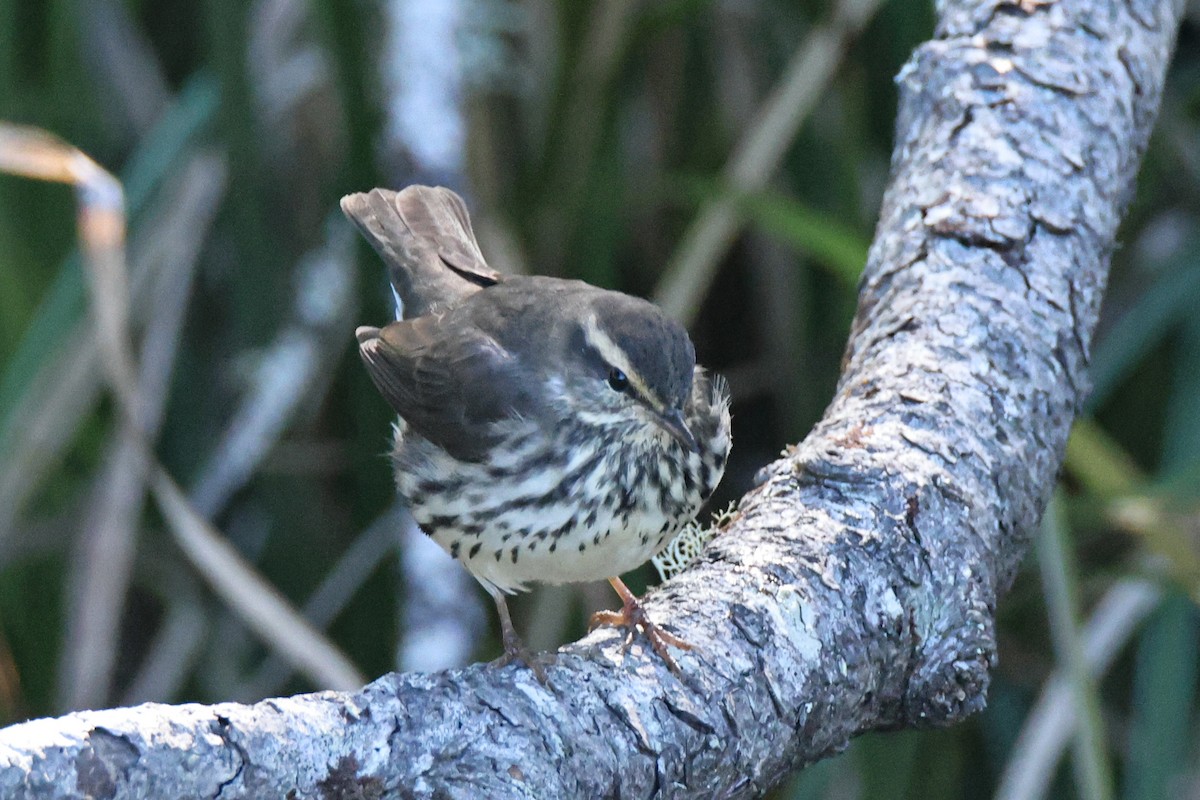 Northern Waterthrush - ML642317832
