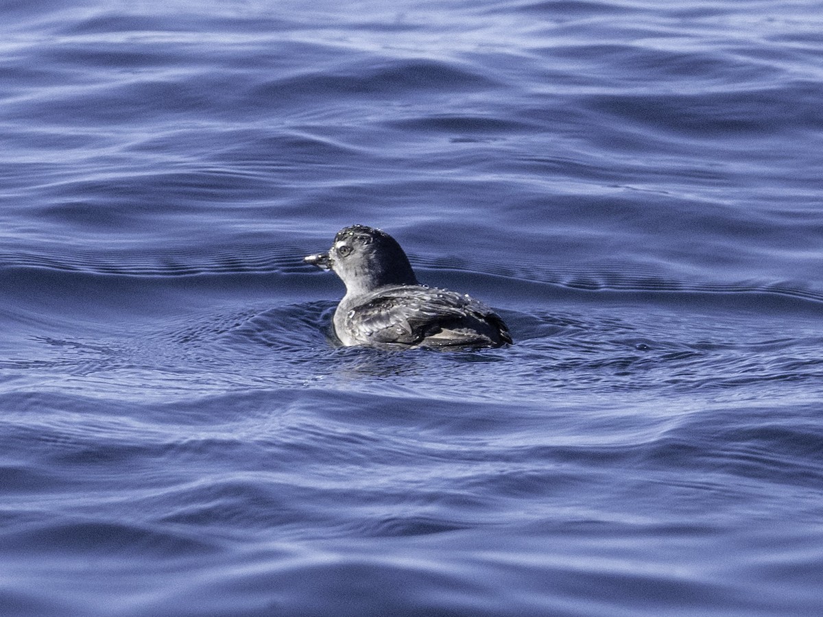 Cassin's Auklet - ML642317833