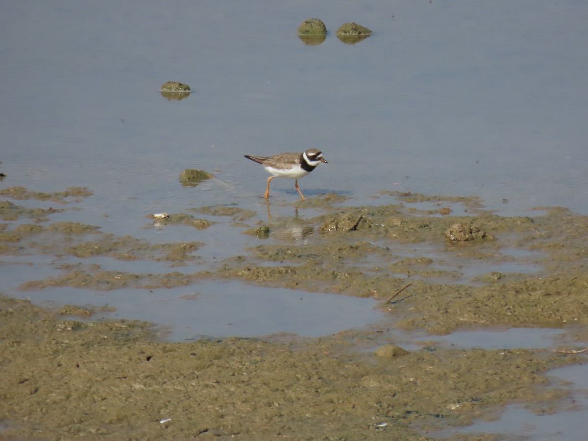 環頸鴴 - ML642317835