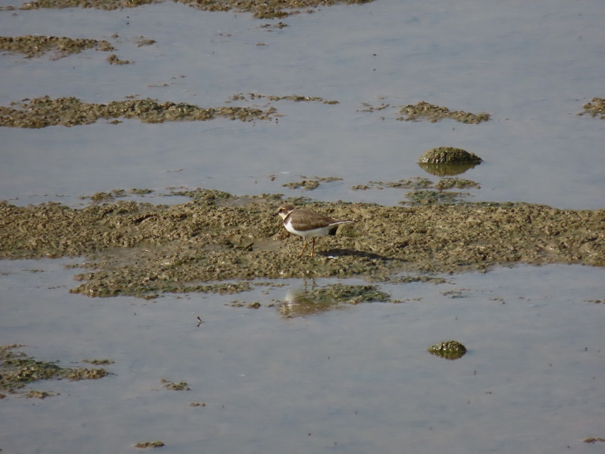 小環頸鴴 - ML642317836