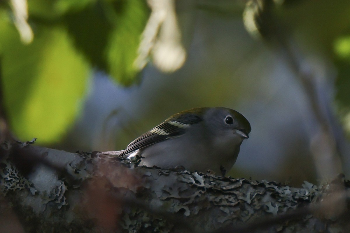 Chestnut-sided Warbler - ML642317843