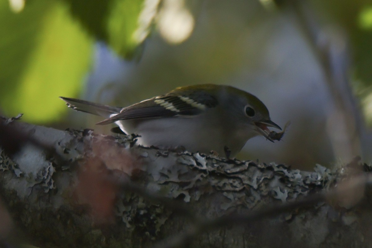 Chestnut-sided Warbler - ML642317844