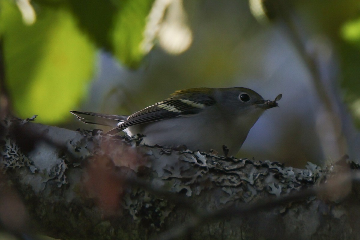 Chestnut-sided Warbler - ML642317845
