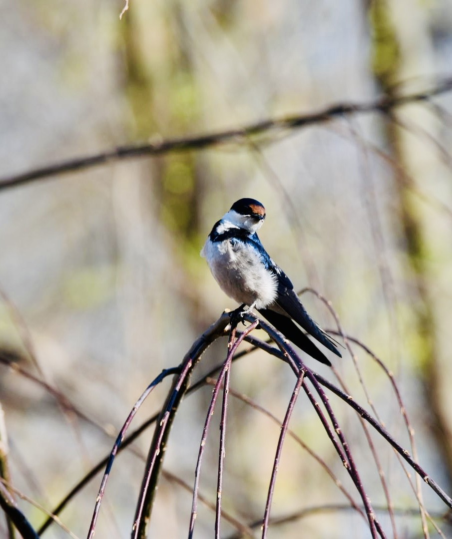 White-throated Swallow - ML642317855