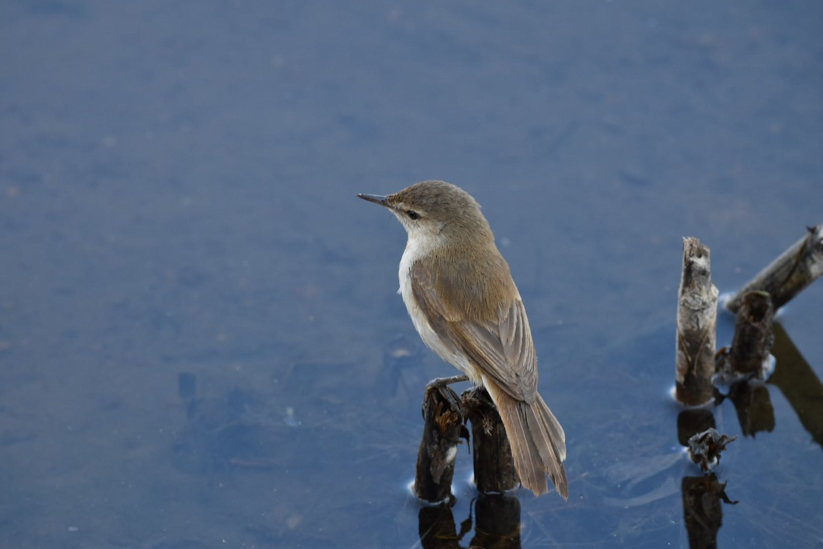 Lesser Swamp Warbler - ML642317857