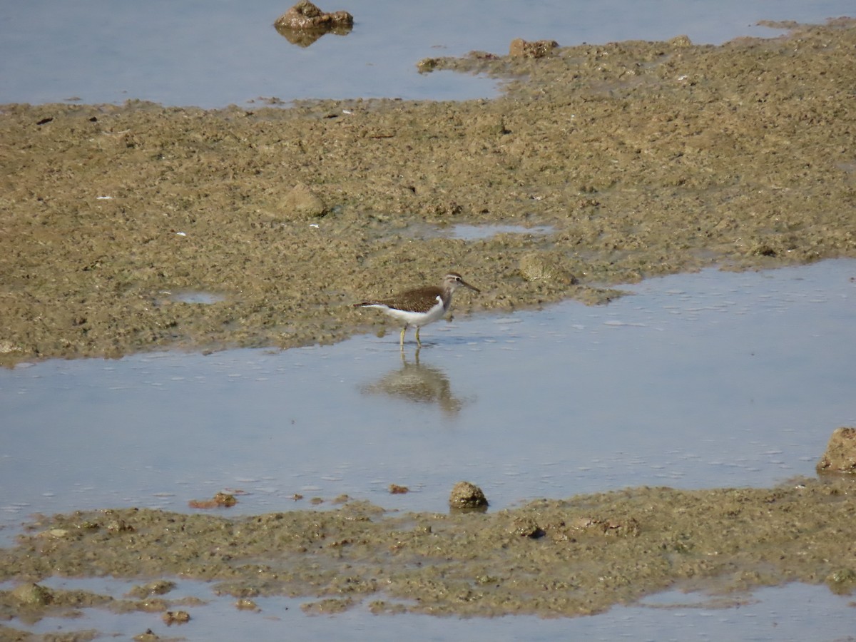 磯鷸 - ML642317862