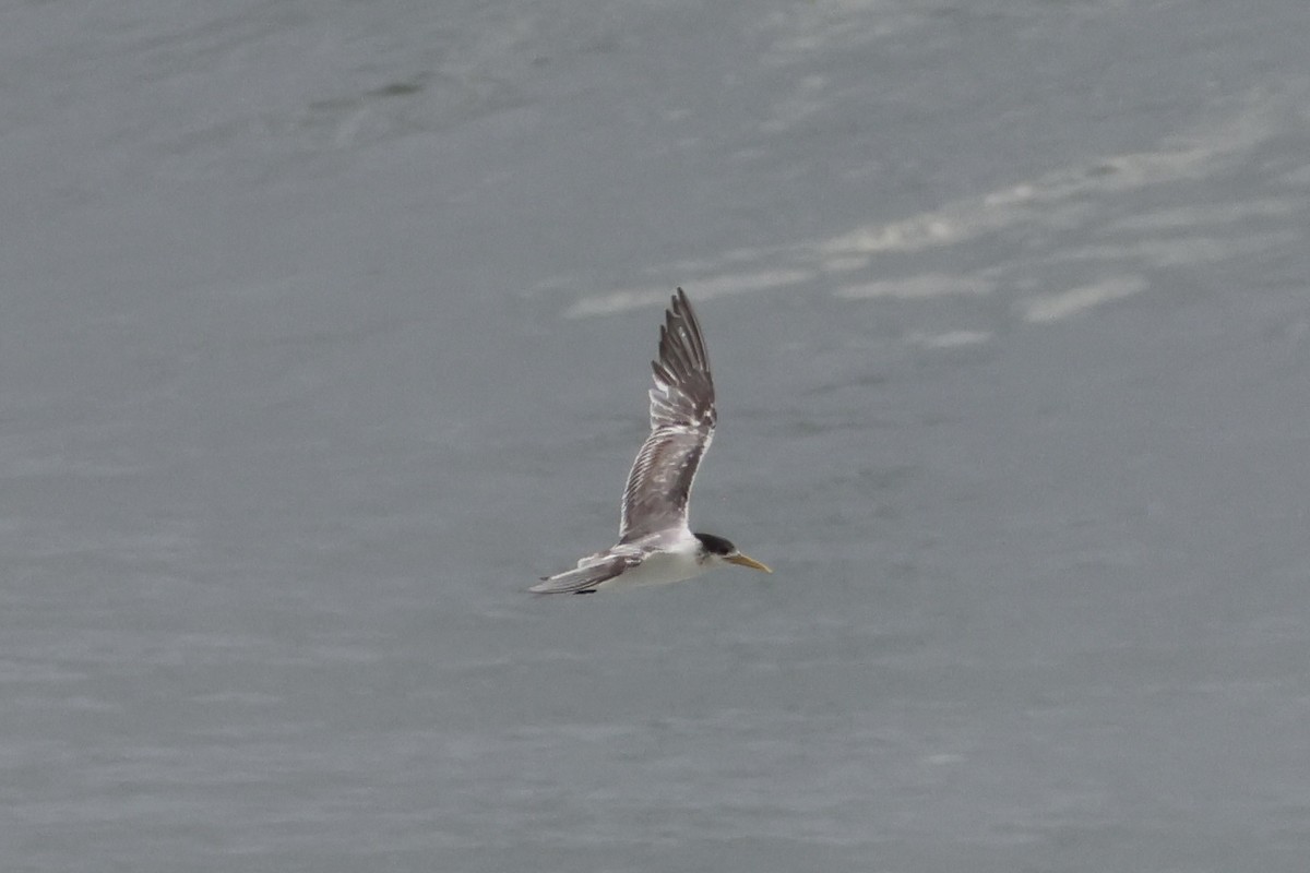 鳳頭燕鷗 - ML642317875