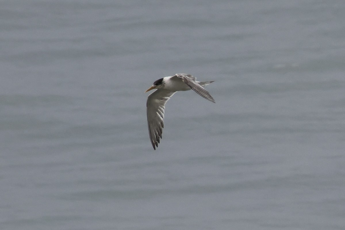鳳頭燕鷗 - ML642317876