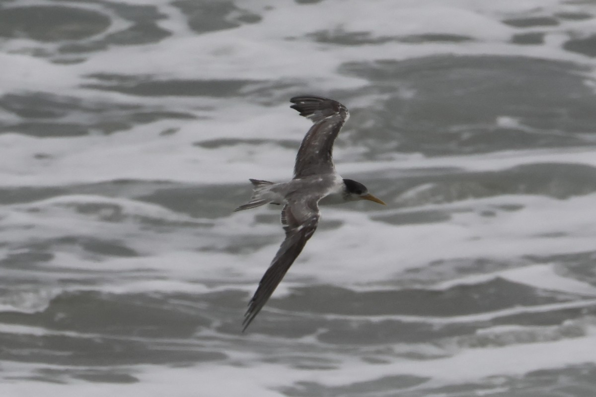鳳頭燕鷗 - ML642317877