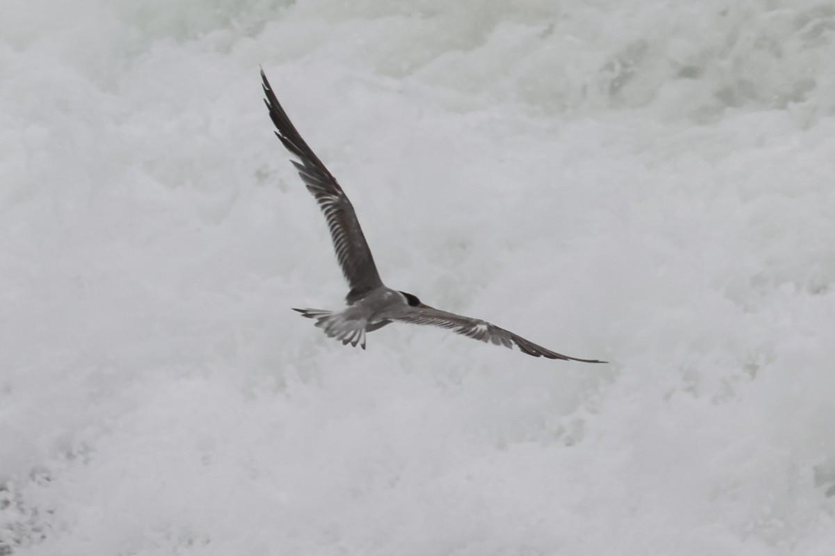 鳳頭燕鷗 - ML642317878