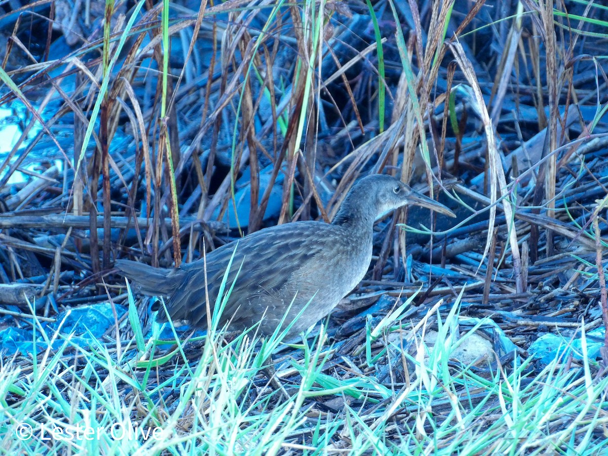 Clapper Rail - ML642317882