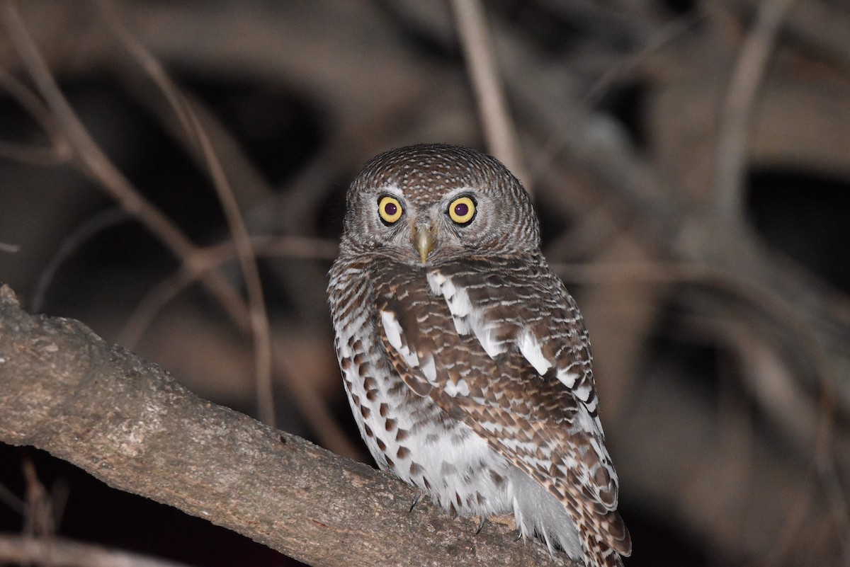 African Barred Owlet - ML642317883