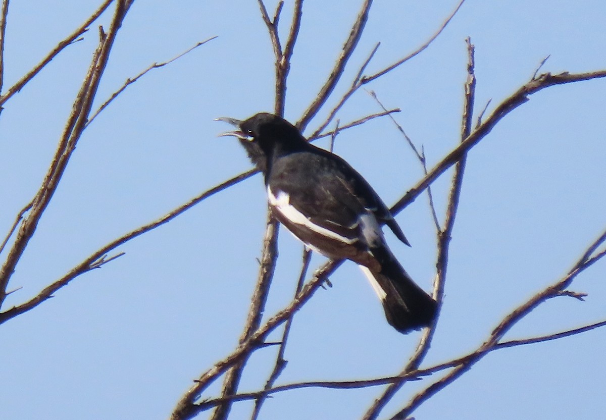 Pied Honeyeater - ML642317891