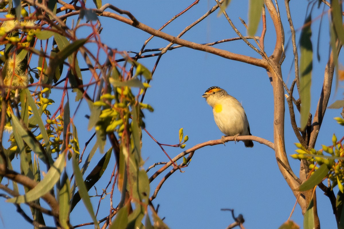 Red-browed Pardalote - ML642317895
