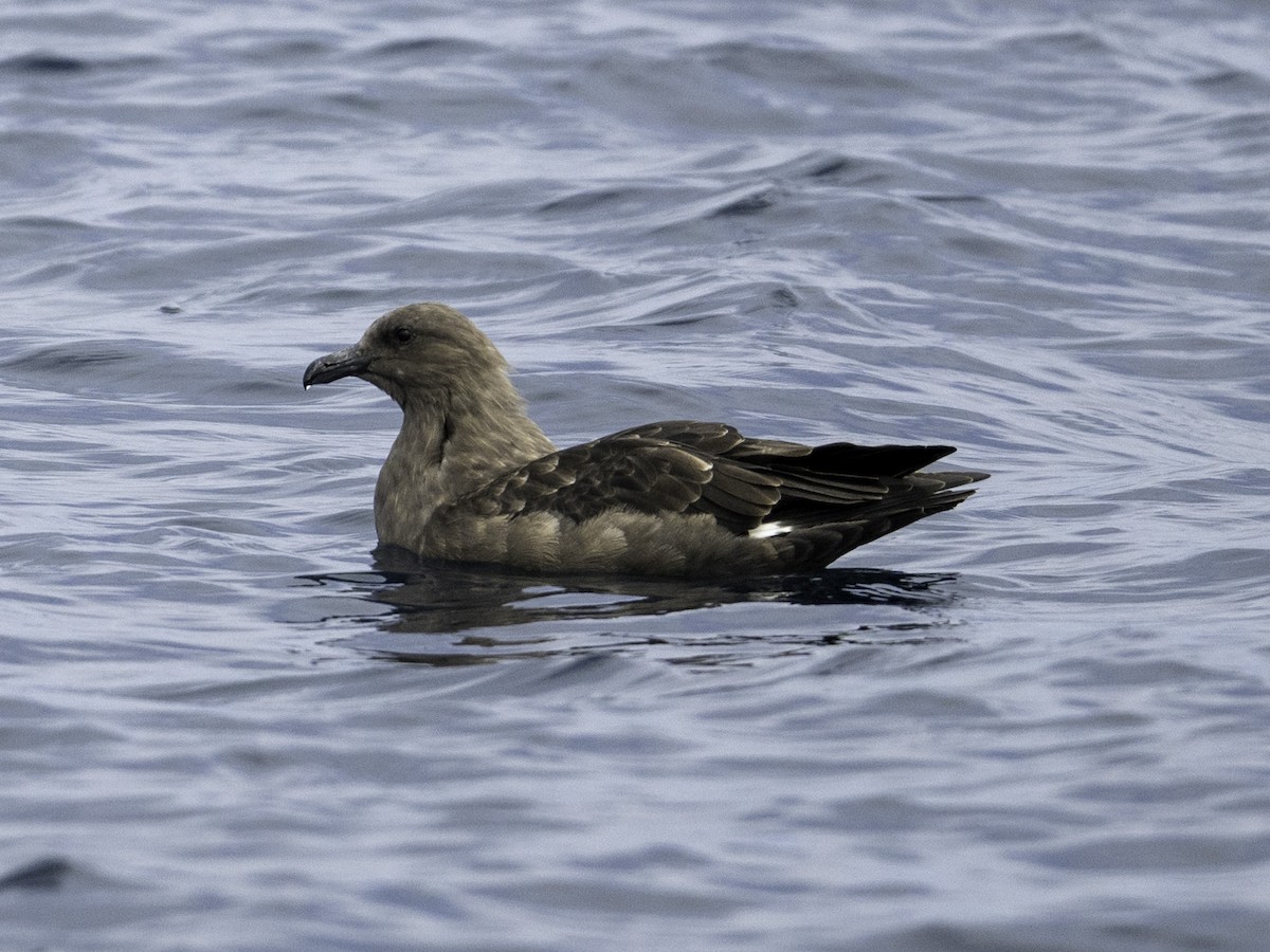 South Polar Skua - ML642317904