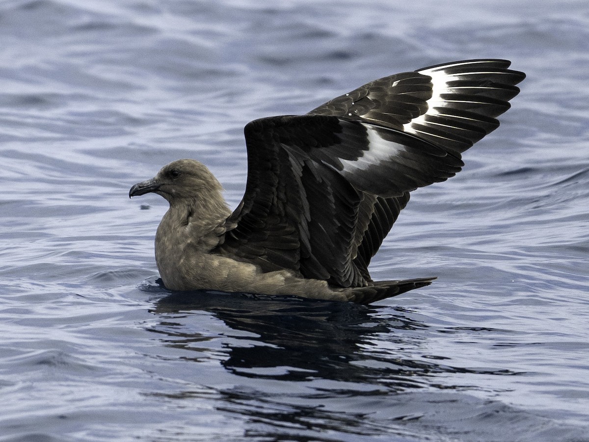 South Polar Skua - ML642317905