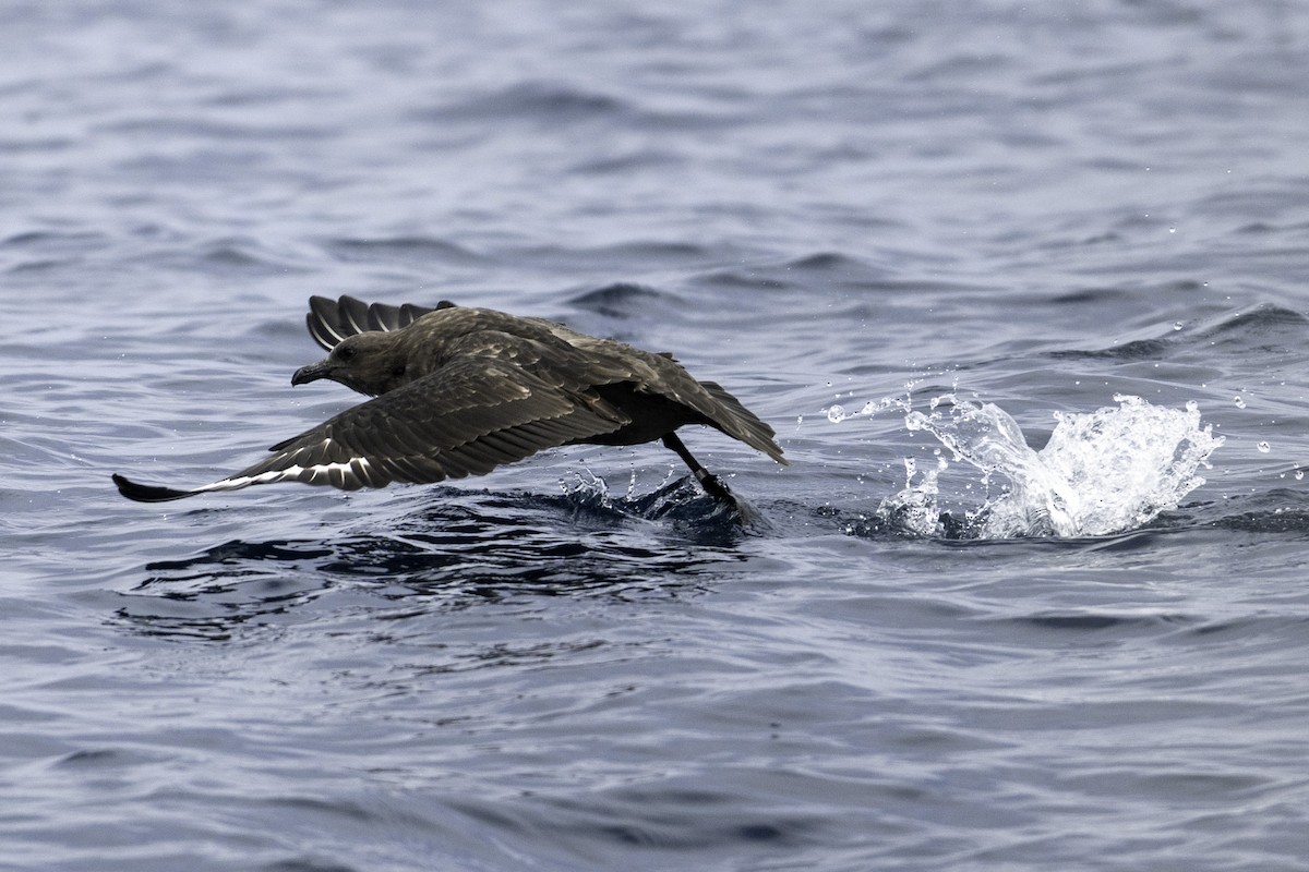 South Polar Skua - ML642317907
