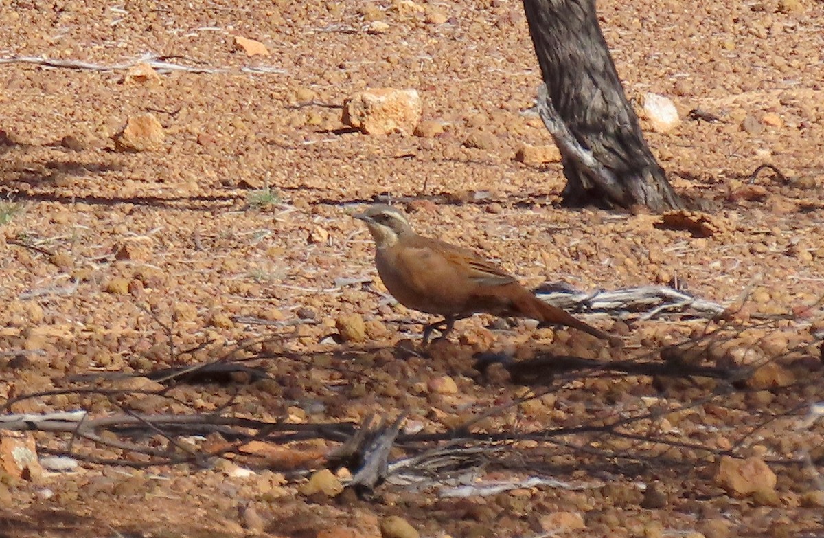 Western Quail-thrush - ML642317910