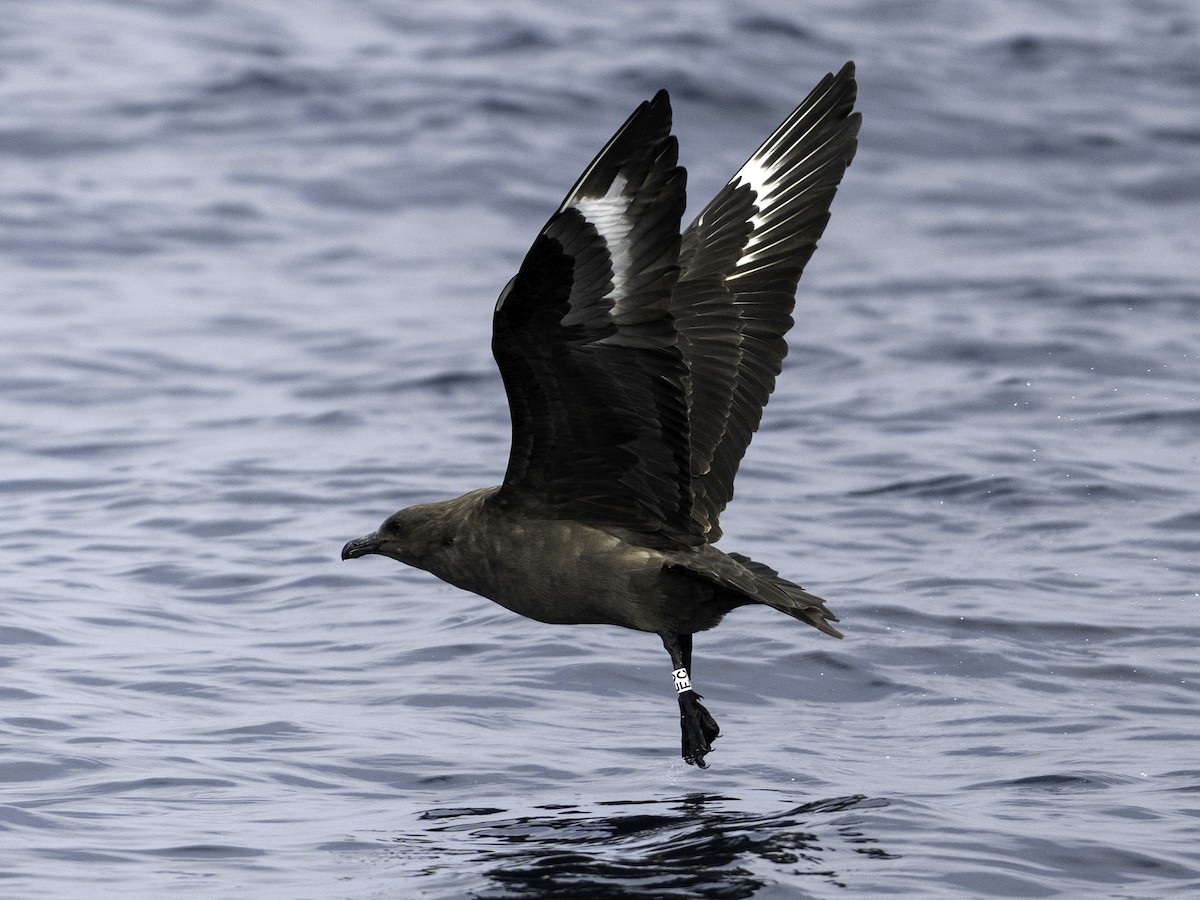 South Polar Skua - ML642317911