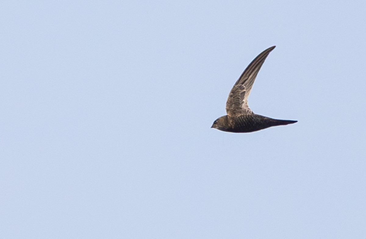 African Swift - ML642317921