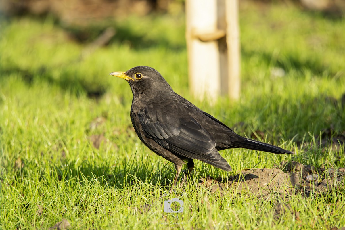 Chinese Blackbird - ML642317933