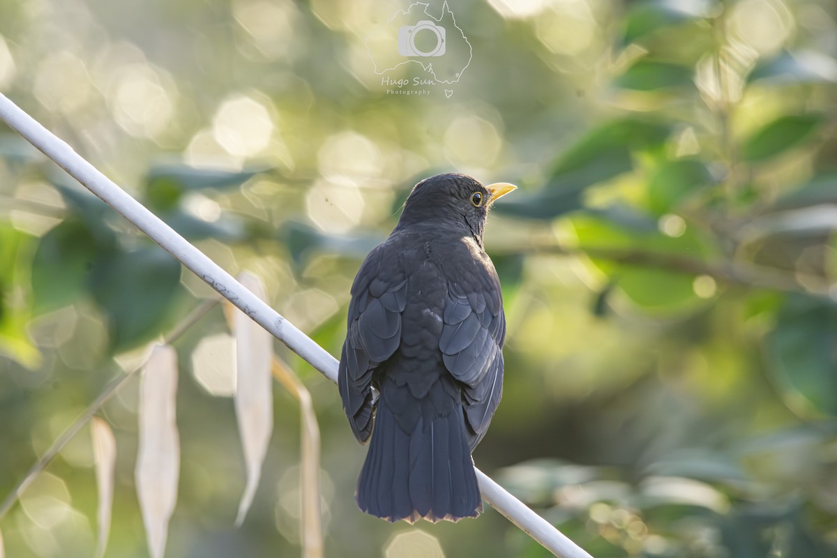 Chinese Blackbird - ML642317934