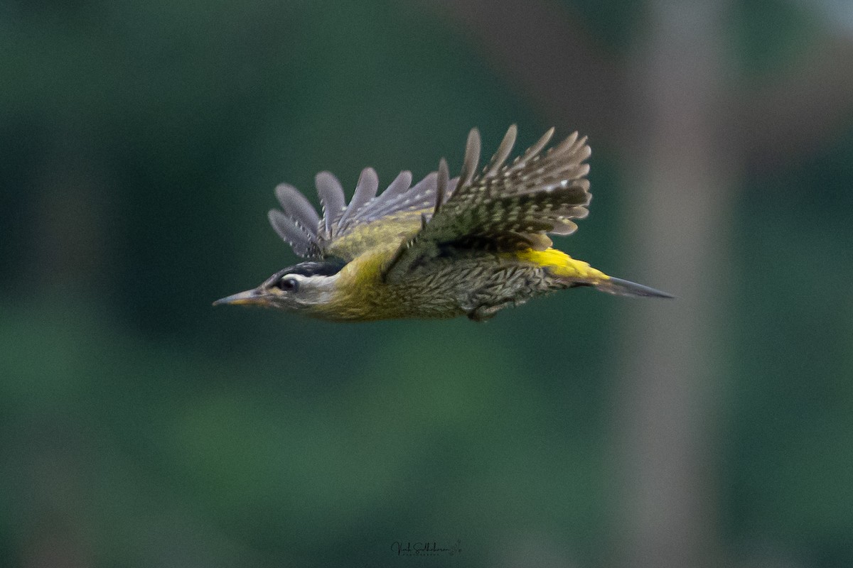 Streak-throated Woodpecker - ML642317943