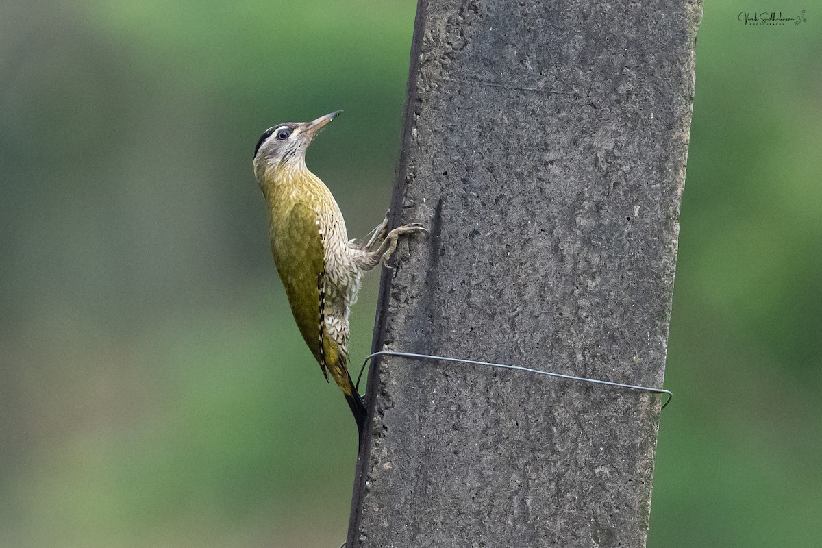 Streak-throated Woodpecker - ML642317944