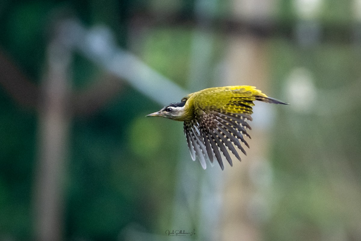 Streak-throated Woodpecker - ML642317945