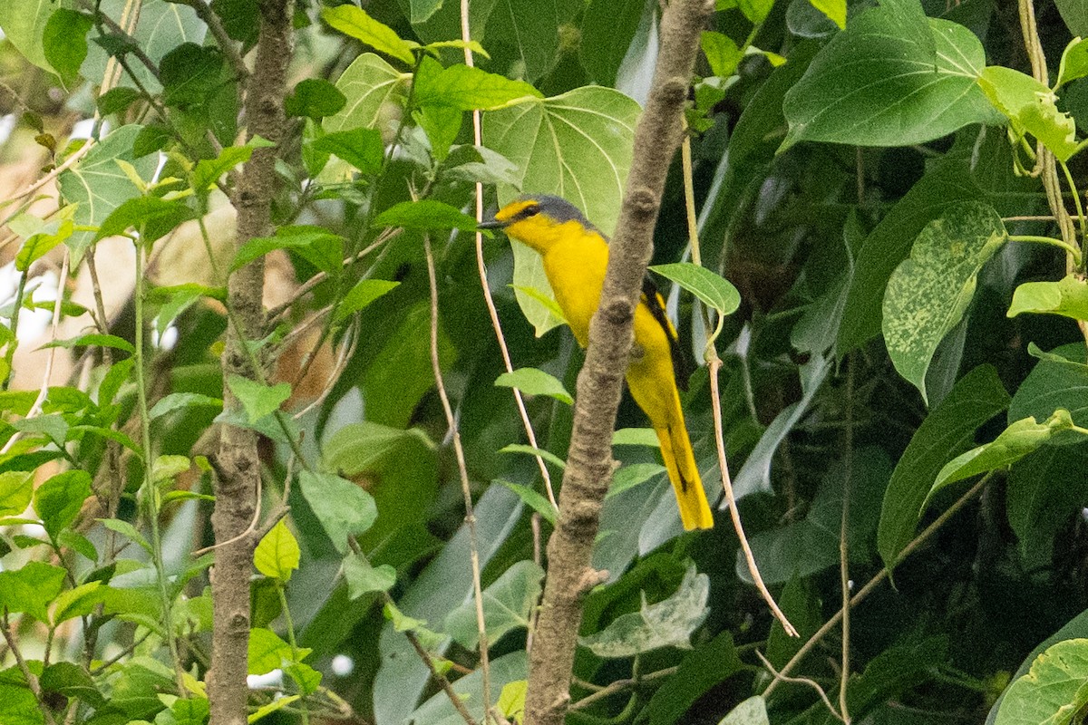 Orange Minivet - ML642317950