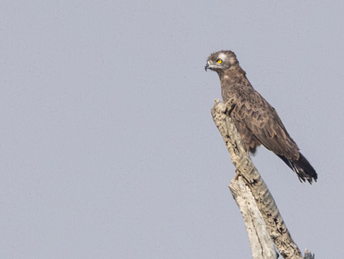 Brown Snake-Eagle - ML642317952