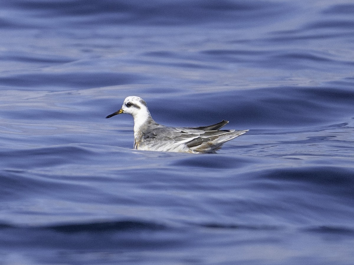 polarsvømmesnipe - ML642317981
