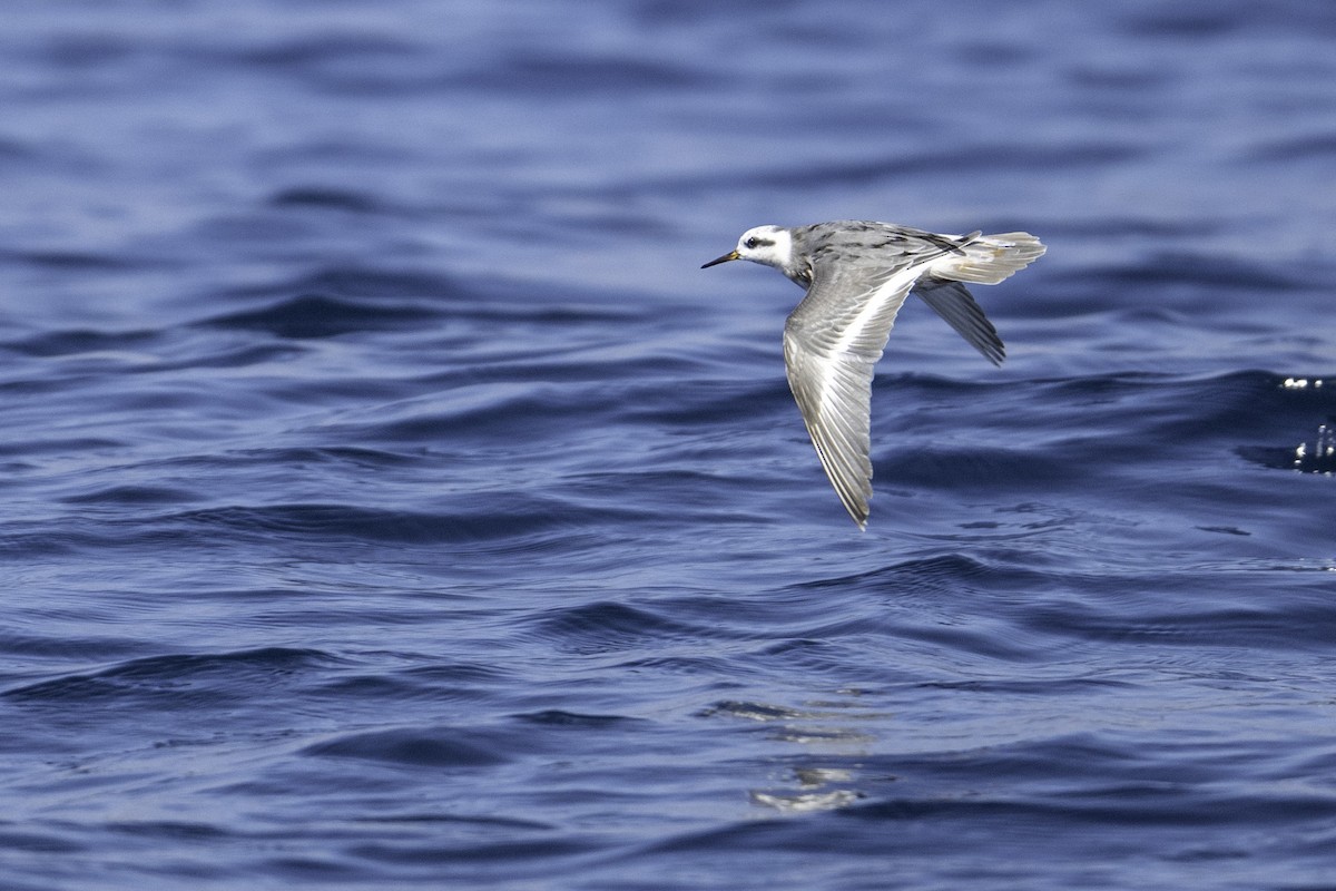 polarsvømmesnipe - ML642317983