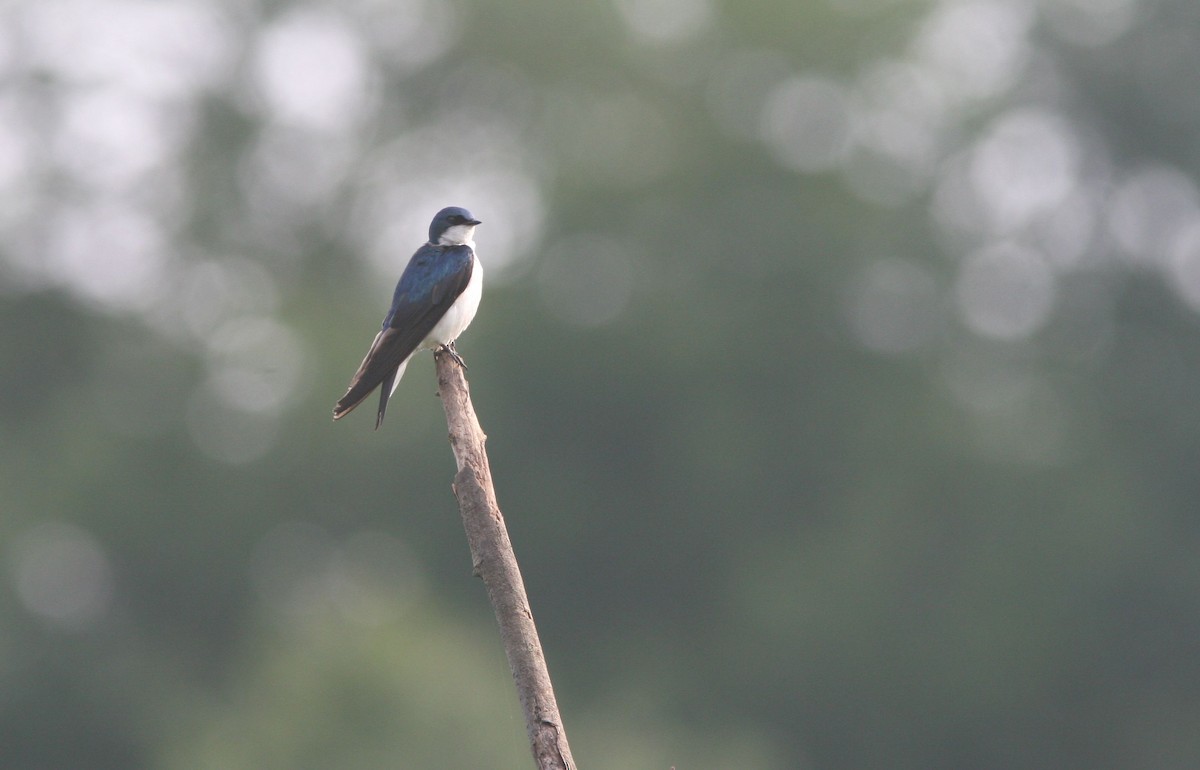 Tree Swallow - ML642317986